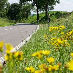 Innovation für ÖBB und ASFINAG: KI erkennt Pflanzen entlang von Straßen und Schienen