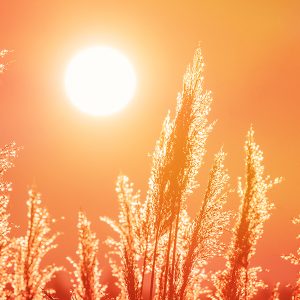 Hitze als Gesundheitsrisiko: Was die neue Hitzeschutzverordnung für Wien bedeutet