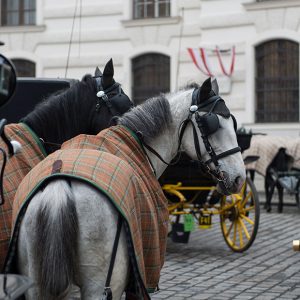 Fiakerunfall in der Wiener Innenstadt: Pferde scheuen, Kutsche kippt um